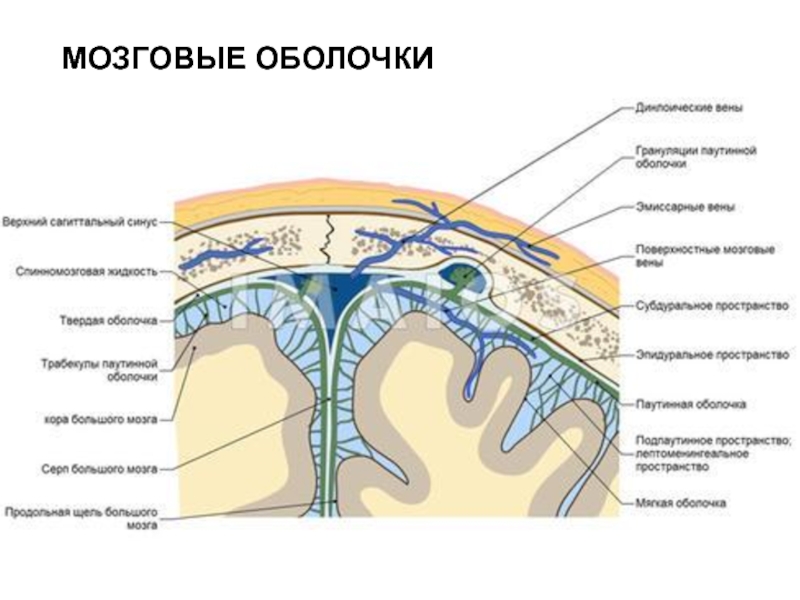 Оболочки головного мозга рисунок