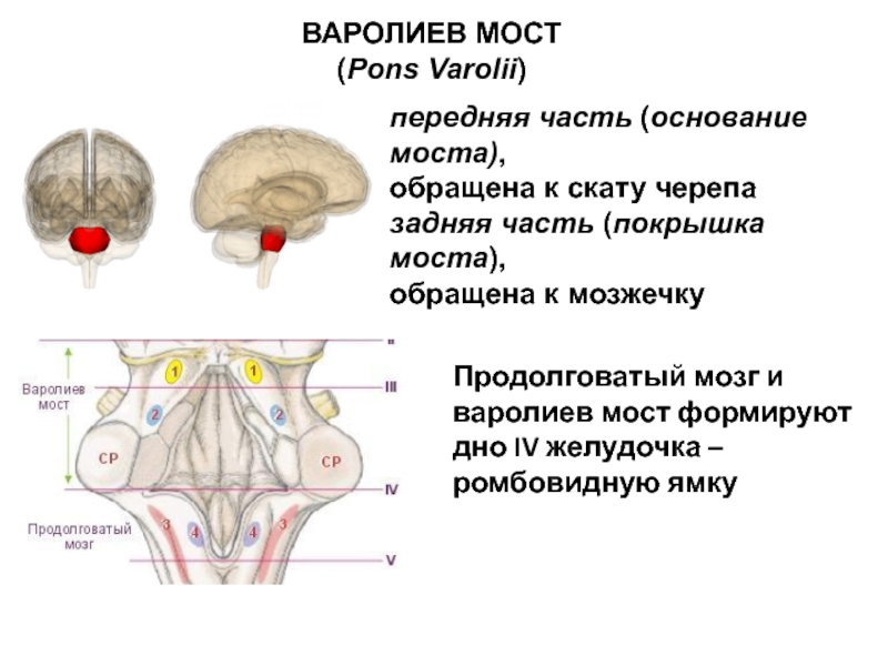 Варолиев мост находится