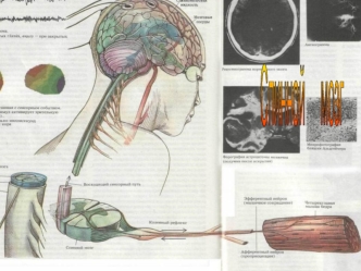 Спинной мозг