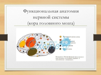 Функциональная анатомия нервной системы. Кора головного мозга