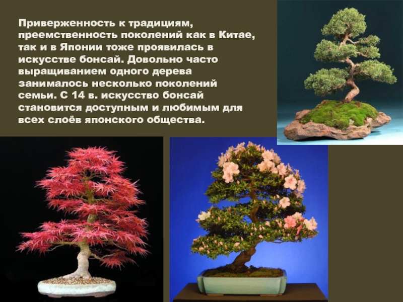 Бонсай виды деревьев фото с описанием