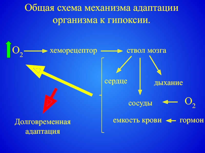 Схему механизмов адаптации