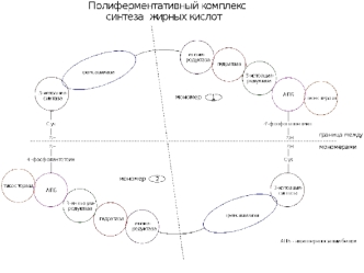 Синтез липидов