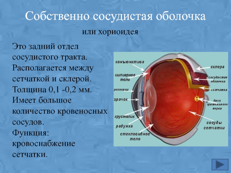 Цвет сосудистой оболочки глаза. Сосудистая оболочка глаза анатомия. Сосудистая оболочка строение. Сосудистая оболочка глазного яблока состоит. Слои собственно сосудистой оболочки.
