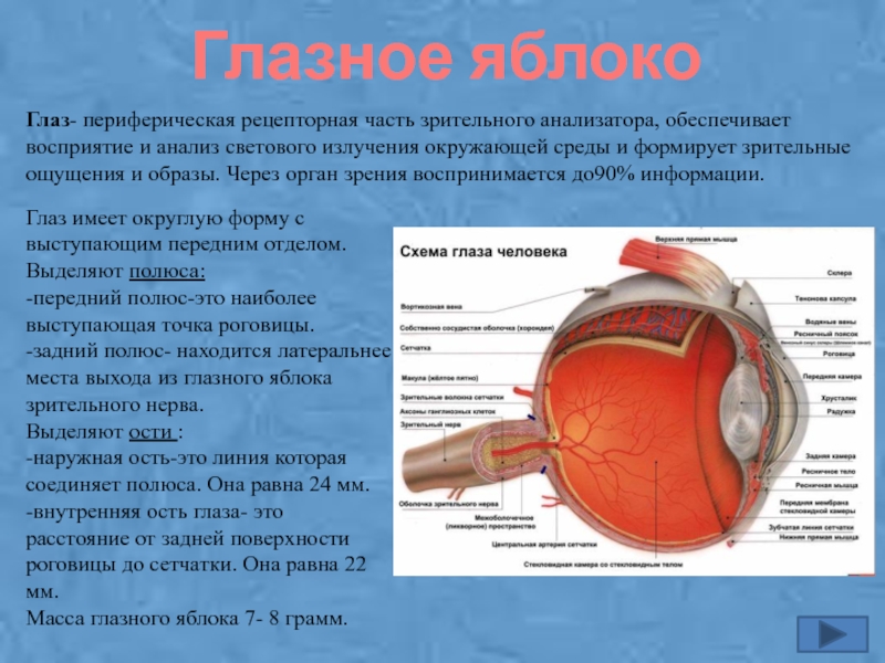 Зрительные нервы глазного яблока. Отделы зрительного анализатора глазное яблоко. Периферическая часть глаза. Полости глазного яблока.