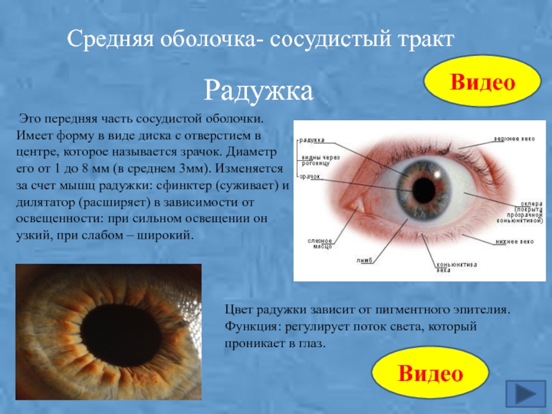 В центре глаза находится. Строение глаза зрачок радужка. Радужка строение и функции. Функции оболочек глаза радужка. Радужка глаза это часть сосудистой оболочки.