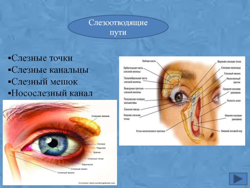 Функции слезной железы глаза. Слезная железа и слезный мешок. Слёзная железа анатомия. Слезная железа слезные канальцы слезный мешок носослезный проток.