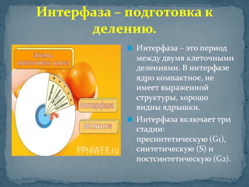 Какой период интерфазы. Интерфаза. Интерфаза это подготовка к. Интерфаза между делениями. Периоды интерфазы.