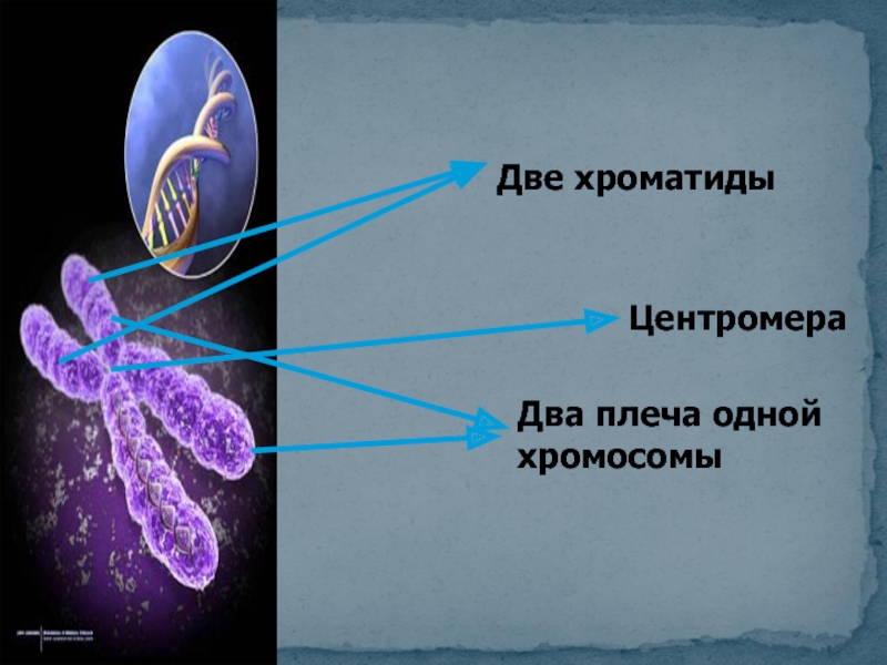 Центромера это участок хромосомы эукариот. Центромеры хромосом. Две хроматиды и центромера. Центромера в хромосоме выполняет функции. Диффузная центромера.