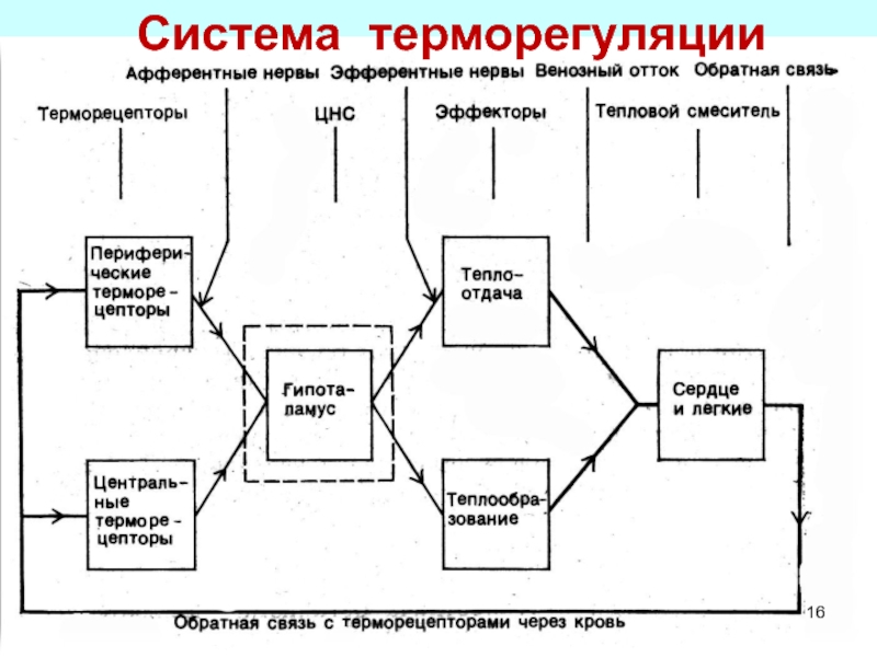 Схема терморегуляции человека