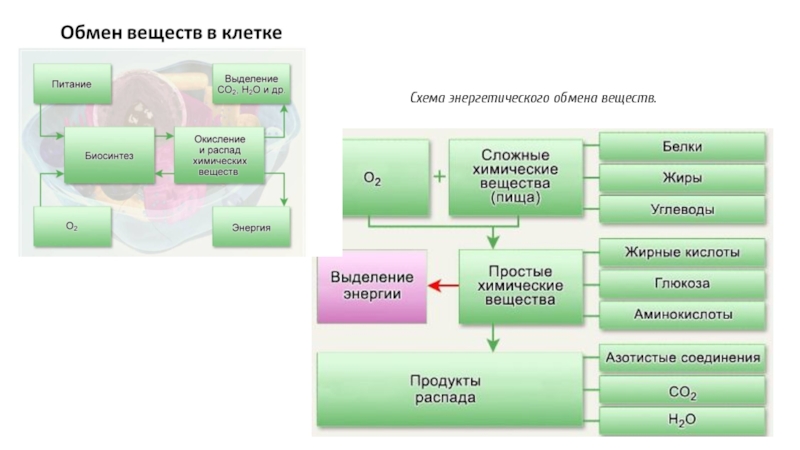 4 процесс энергетического обмена. Энергетический обмен схема. Схема энергетического обмена в клетке. Схема энергетического обмена тканей растений. Обмен веществ и питание клетки.