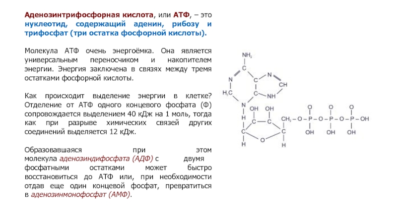 Содержат остатки фосфорной кислоты