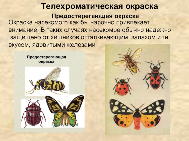 Выберите предупреждающую окраску. Окраска насекомых. Типы окраски насекомых. Предупреждающая окраска насекомых. Предупреждающая окраска примеры насекомых.