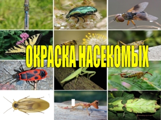 Окраска насекомых