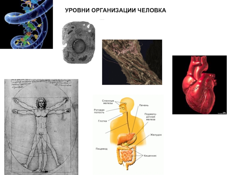 Отметь изображение на котором виден данный уровень организации организм