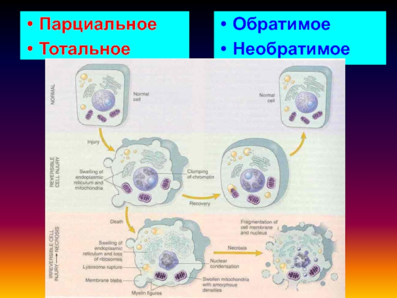 Нарушение клетки. Нарушение энергообеспечения клетки патофизиология. Парциальное повреждение клетки. Нарушение энергообразования в клетке. Нарушение процессов энергообразования.