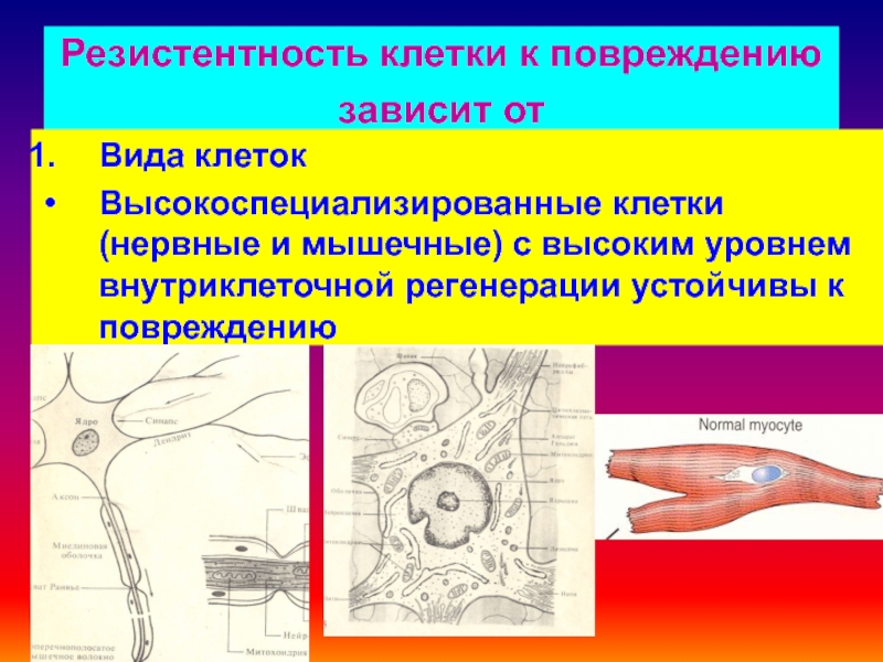 Нарушения клеток. Высоко смпециализрованные клетки. Уровни повреждения клетки. Резистентность клеток. Виды клеток высокоспециализированные.