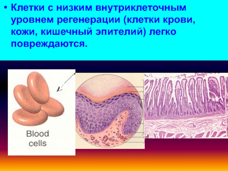 Нарушения клетки. Клеточная и внутриклеточная регенерация. Субклеточный уровень регенерации. Клетки обеспечивающие регенерацию. Внутриклеточная регенерация клетки.