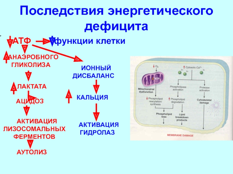 Источники лактата