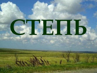 Степь. Зона степей