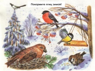 Интерактивный плакат. Покормите птиц зимой