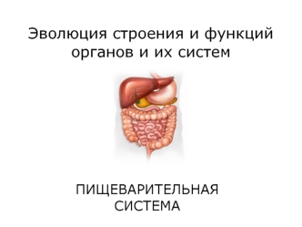 Пищеварительная система