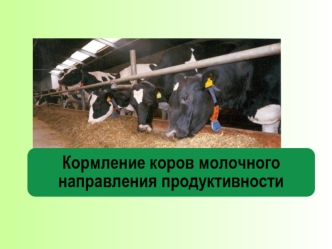 Кормление коров молочного направления продуктивности