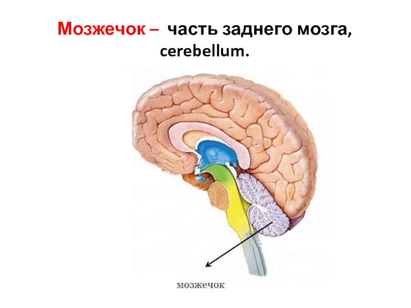 Brain 85. Мозжечок. Мозжечок мозга. Функции мозжечка в головном мозге. Мозжечок это часть мозга.