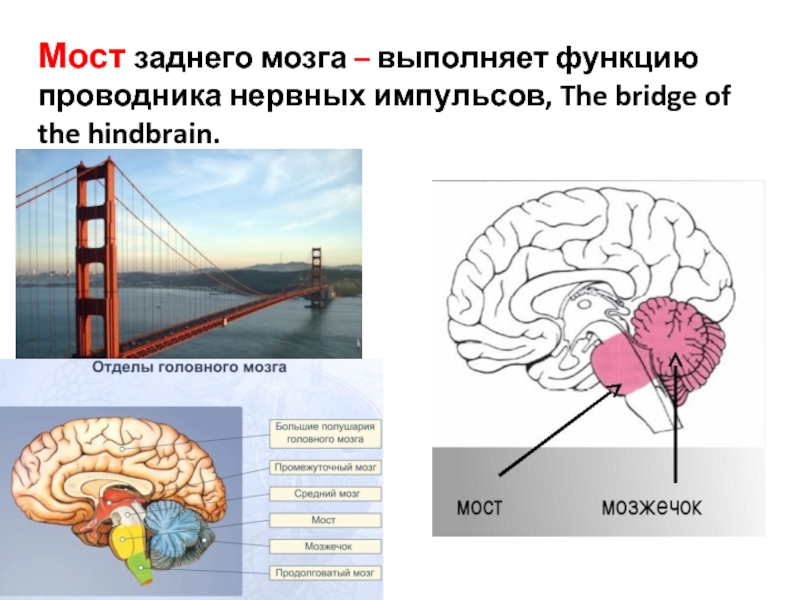 Какую функцию выполняет мост мозга. Задний мозг мост. Функции моста заднего мозга. Проводниковая функция мозжечка. Средний мозг выполняет функции.