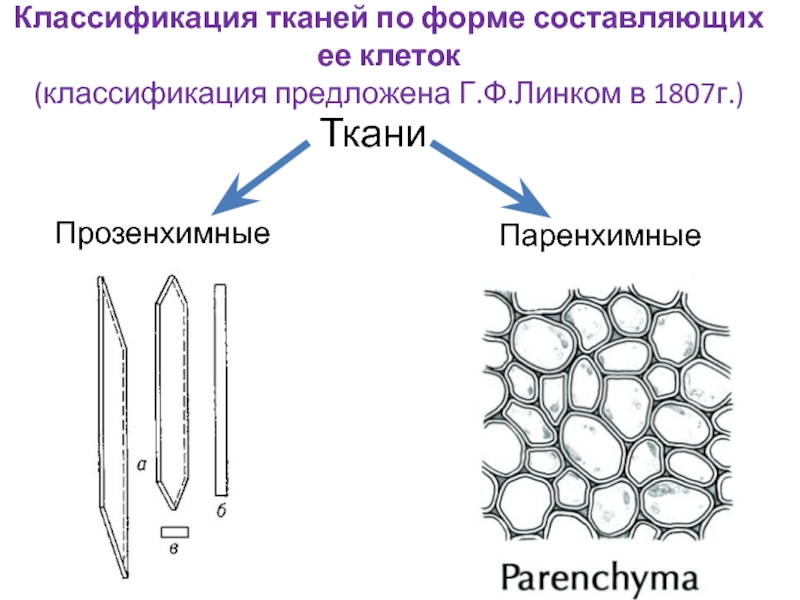 На рисунке представлена клетка характерная для