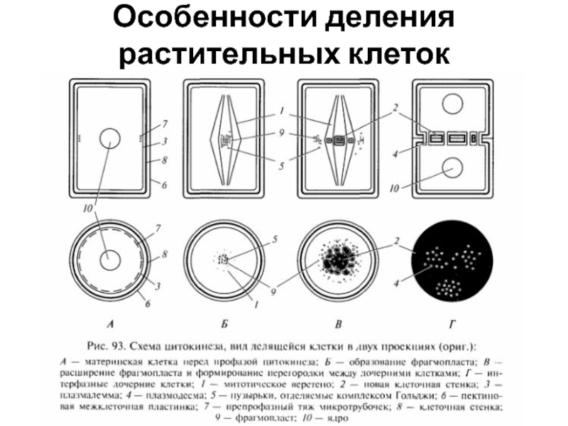 Схема деления растительной клетки