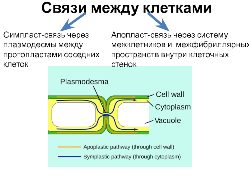 Плазмодесмы растений. Апопласт и Симпласт. Плазмодесмы и Симпласт. Клеточная стенка плазмодесмы. Клеточная стенка растений плазмодесмы.