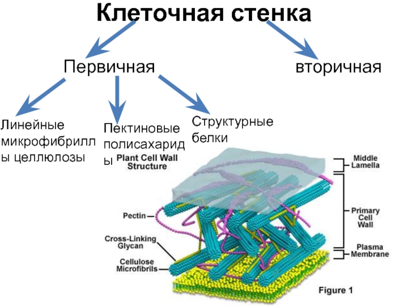 Клеточная стенка рисунок