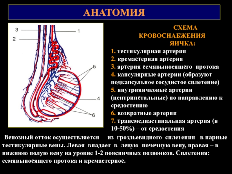 Сплетение яичка. Семенной канатик строение анатомия строение. Семявыносящий проток анатомия слои. Семенной канатик яичка.