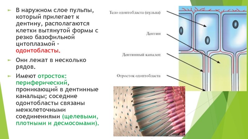 Наружный слой. Одонтобласты строение и функции. Строение пульпы. Слои пульпы. Клетки одонтобласты.