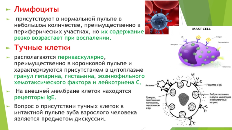 Т и б лимфоциты презентация