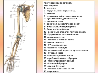 Кости верхних конечностей