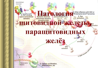 Патология щитовидной железы, паращитовидных желёз