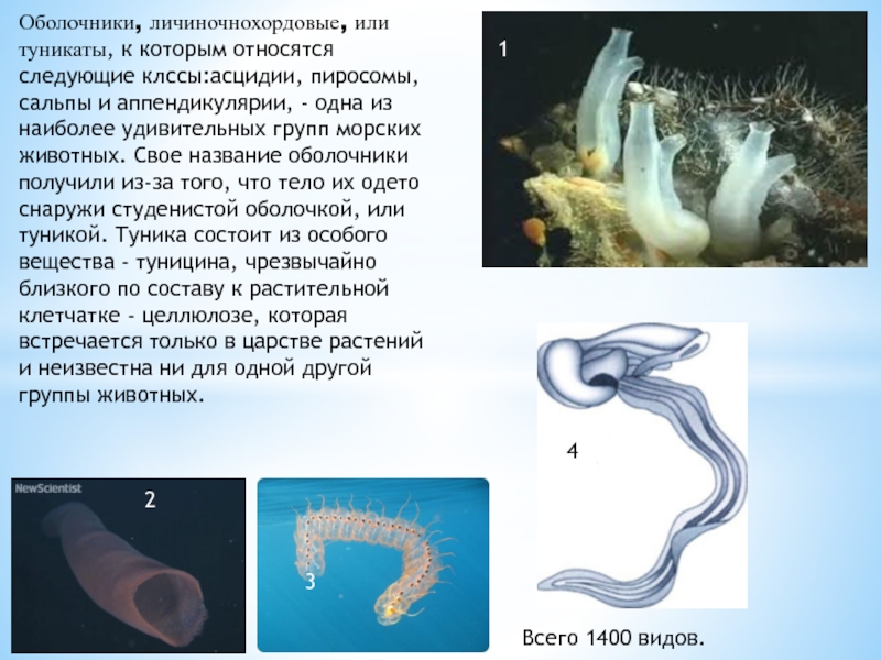 Происхождение хордовых животных презентация