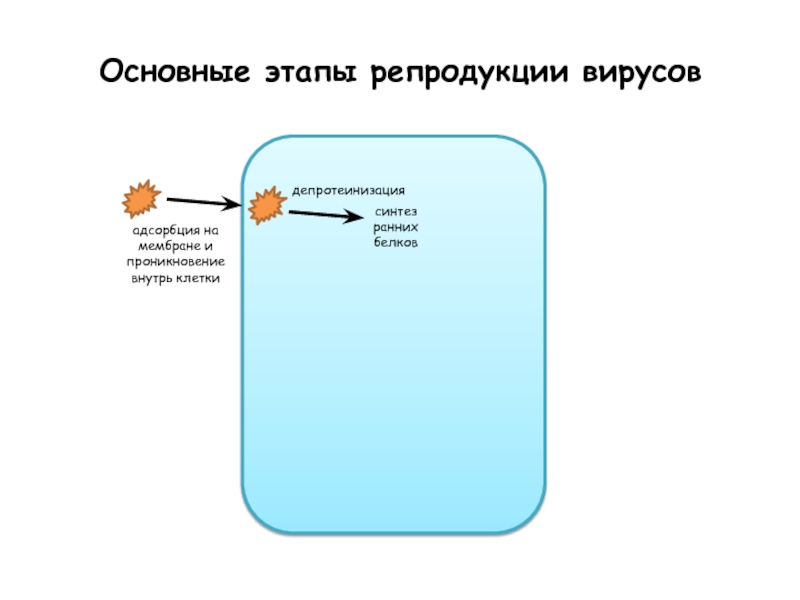 Синтез вирусов. Основные этапы репродукции вирусов. Основные этапы репродукции. Стадии репродукции вирусов адсорбция проникновение депротеинизация. Адсорбция депротеинизация.