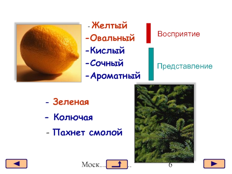 Ощущение восприятие представление. Желтый овальный кислый сочный это. Схема желтый овальный кислый. Ощущение, восприятие и представление на примере лимона.. Жёлтый кислый овальный логика картинки.