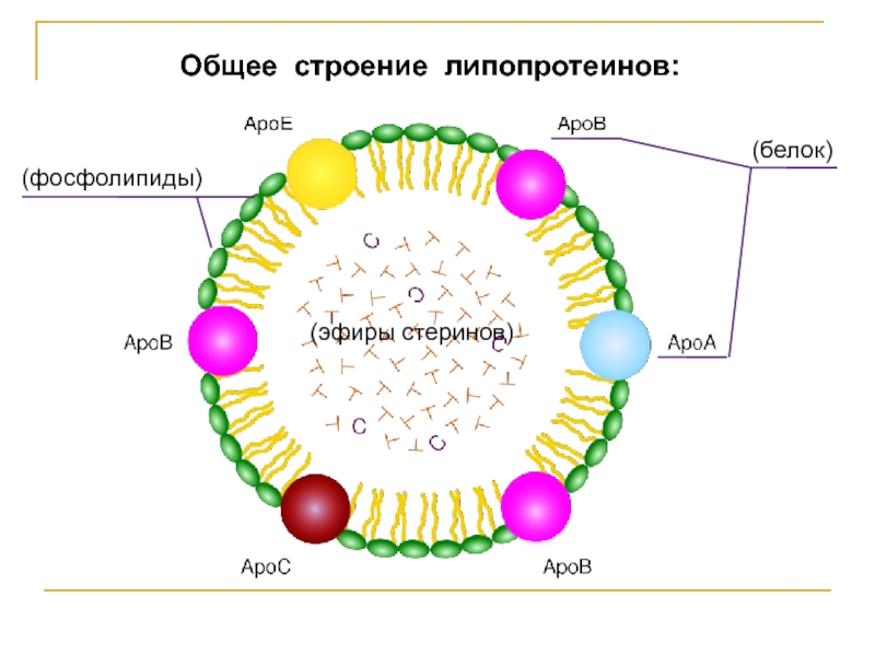 Общее строение липопротеинов: (белок) (фосфолипиды) (эфиры стеринов)