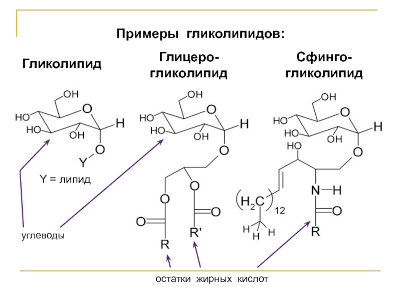 Примеры гликолипидов: Гликолипид Глицеро-гликолипид Сфинго-гликолипид Y = липид углеводы остатки жирных кислот