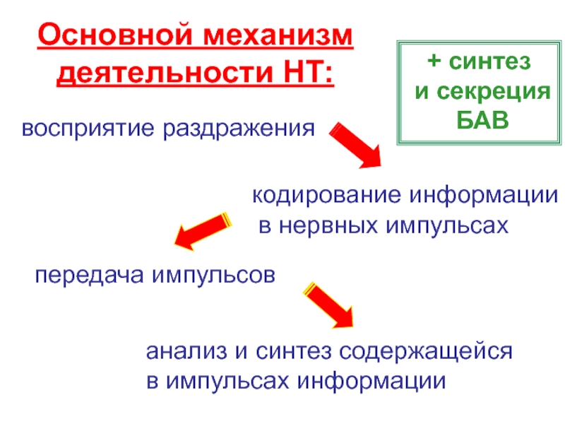 Механизмы деятельности. Кодирование информации в ЦНС. Способы передачи информации в нервной системе. Механизм кодирования информации. Основная форма передачи информации в нервной системе:.