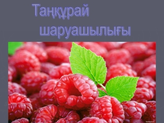 Таңқурай шаруашылығы