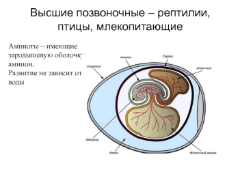 Высшие позвоночные – рептилии, птицы, млекопитающие