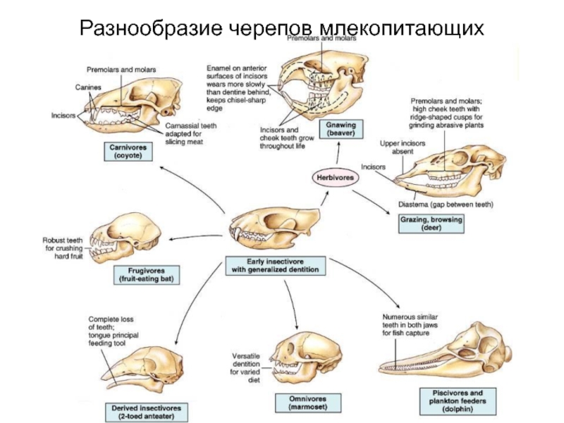 Класс млекопитающие череп. Отряды млекопитающих строение черепа. Сравнительная характеристика черепов млекопитающих. Строение черепа млекопитающих разных отрядов. Строение черепа млекопитающих таблица.