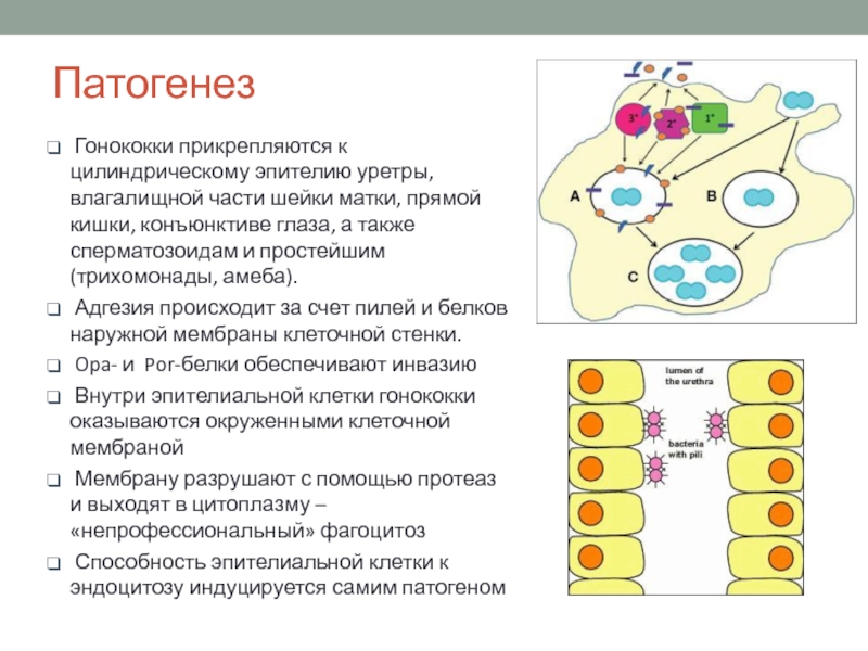 Гонококки хламидии. Гонококки микробиология патогенез. Патогенез гонококков. Хламидии патогенез.