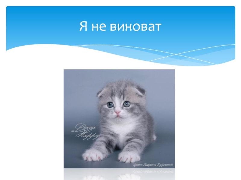 Презентация про котят