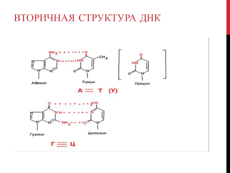 Урацил в днк